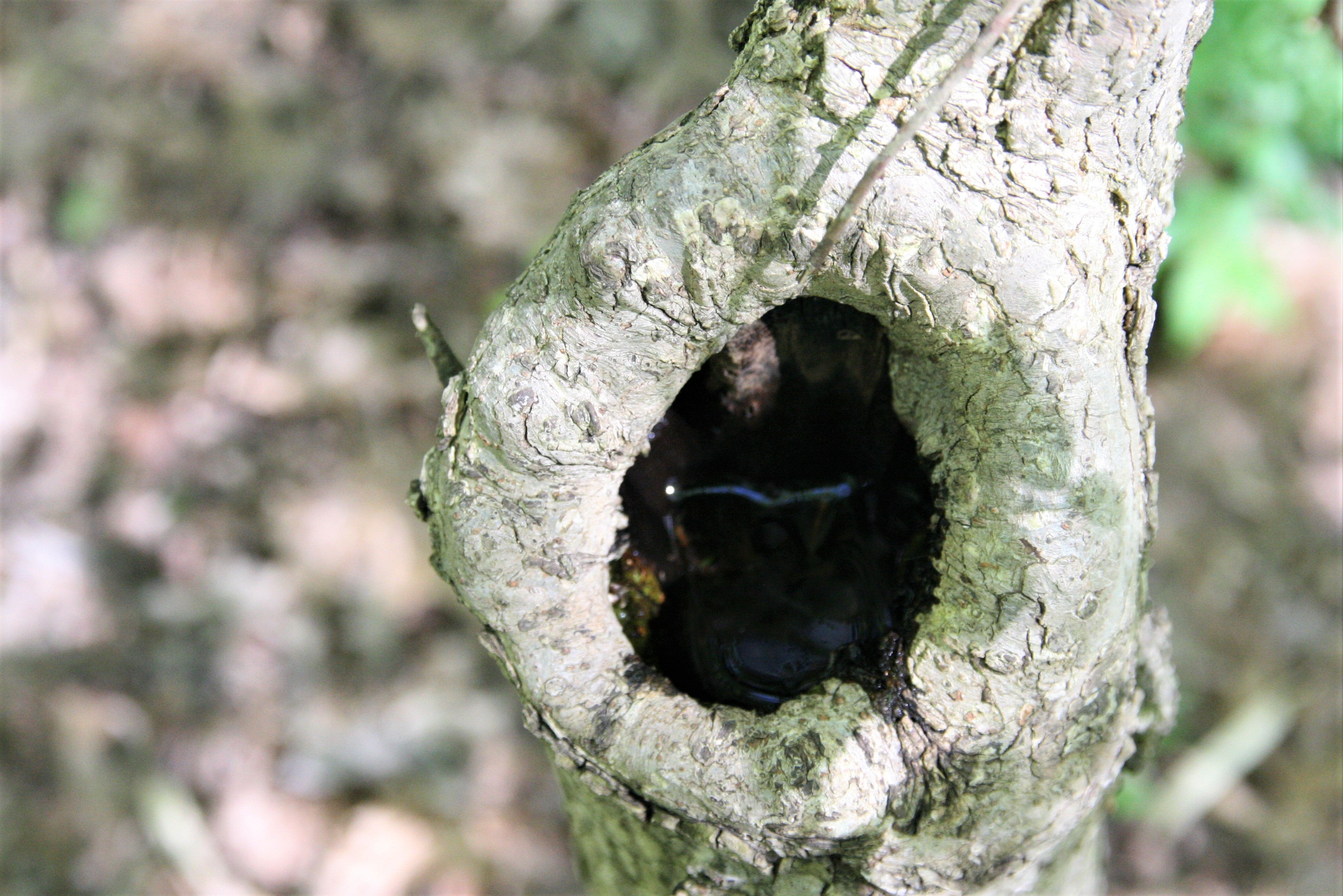 water collected in a cavity hole of a young tree. 
